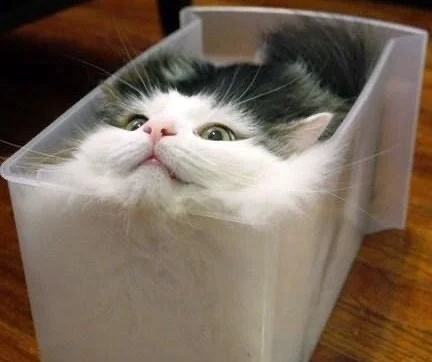 A cat in a plastic container, conforming it's shape to the box- like your website should do.