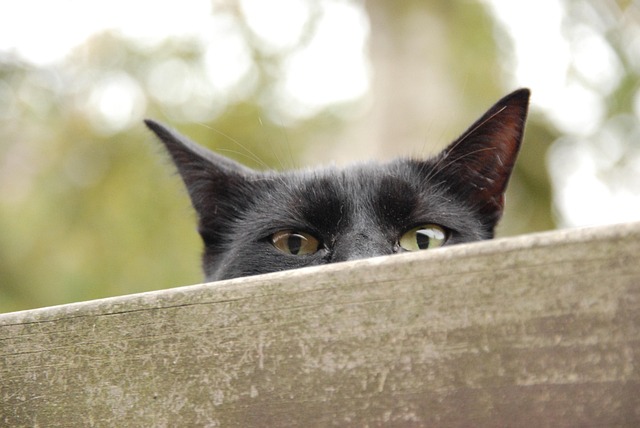 Peekaboo